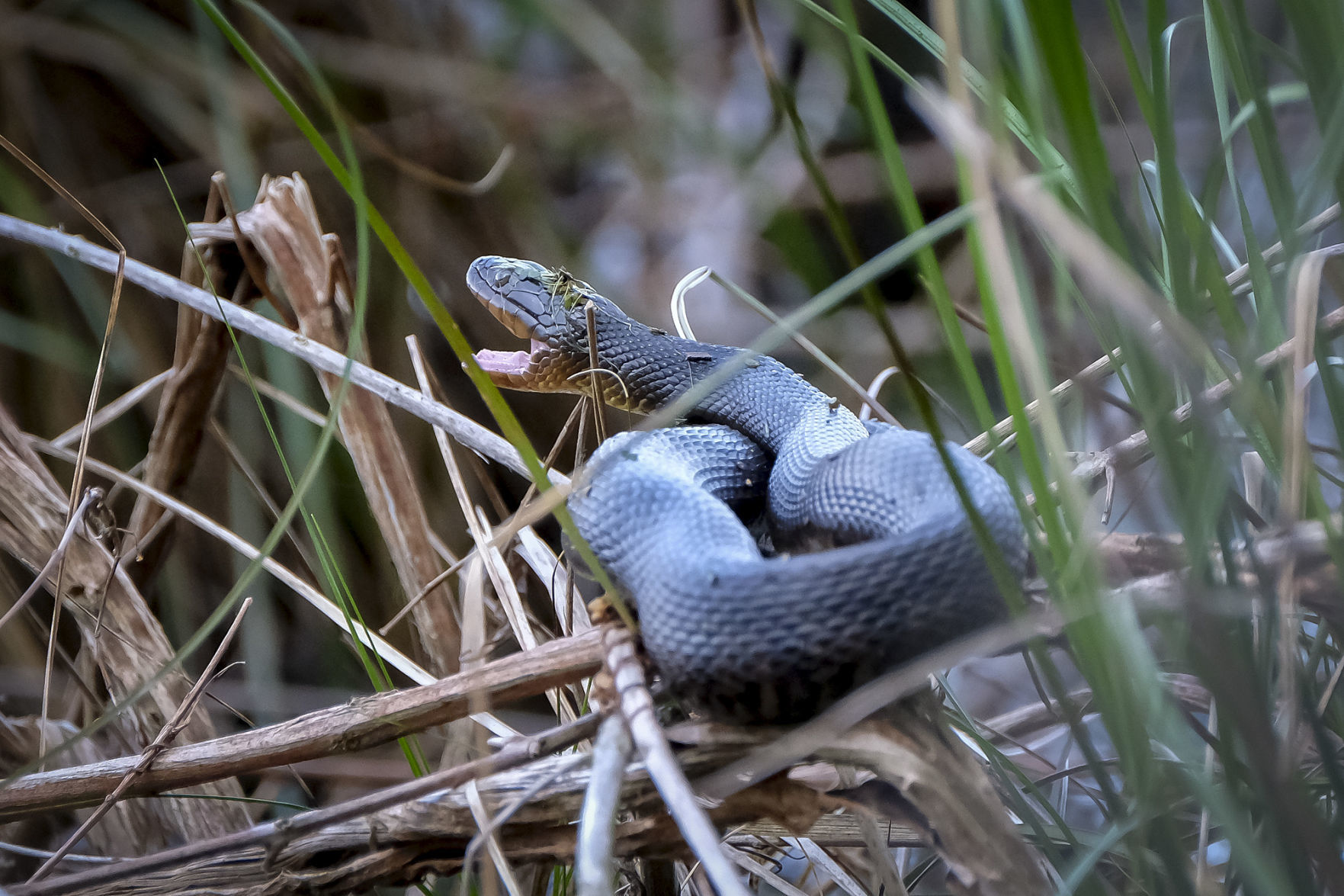 Snake Road in spring 2019